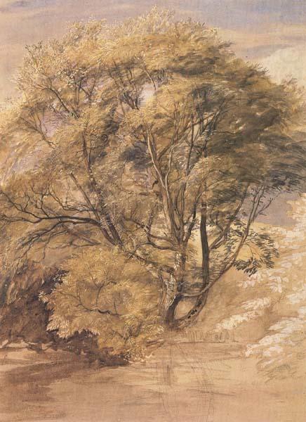 The Willow, Samuel Palmer